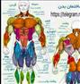 آموزش ، برنامه غذایی و تمرینی