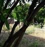 فروش خانه ، زمین دیوارکشی شده درطالقان