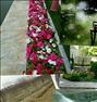 باغبانی ، قــــــطره ای بارانــی مهپــــاش