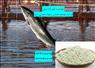 فروش زئولیت ویژه استخر ماهی