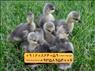 🐣🐣🐣 *جوجه غاز گوشتی*🐣🐣🐣