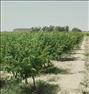 فروش خانه ، 3.5هکتار باغ میوه دیدنی