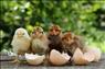 🐣🐣🐣 *جوجه مرغ بومی*🐣🐣🐣