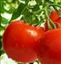 باغبانی ، فروش عمده گوجه