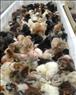 🐣🐣🐣 *جوجه مرغ بومی*🐣🐣🐣