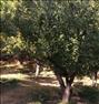 فروش خانه ، باغ میوه سربندان