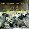 دوره آموزشی پرواربندی گوسفند و بز