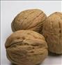 باغبانی ، گردو پوست کاغذی
